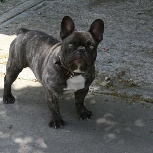 Meet your Posher, Willis